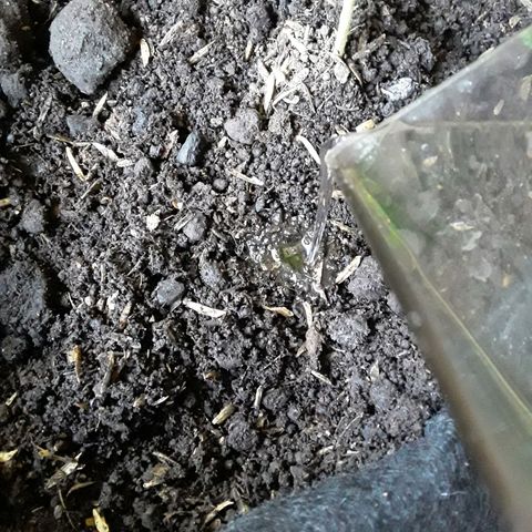 CHALUPAS CBD growlog photo: Se hizo el respectivo riego 