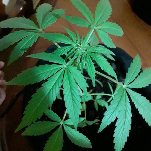 CHALUPAS CBD growlog photo: Etapa fenológica:
Código: 1014
Séptimo par de hojas
13 folíolos