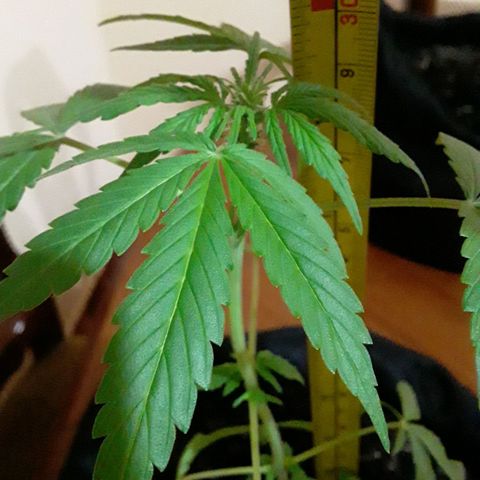 CHALUPAS CBD growlog photo: Se tomó la altura de la planta 
