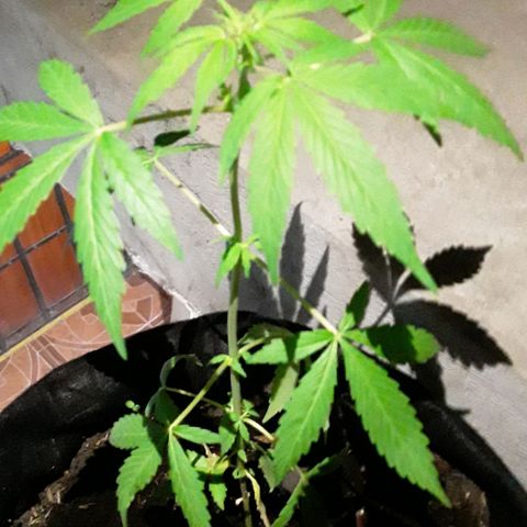 CHALUPAS CBD growlog photo: Etapa fenológica:
Código: 1014
Séptimo par de hojas
13 folíolos