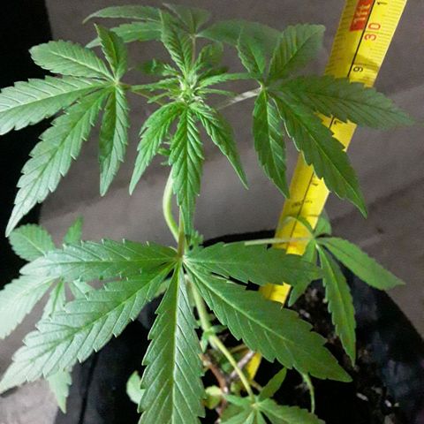 CHALUPAS CBD growlog photo: Se midió la altura de la planta 