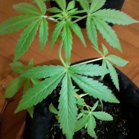 CHALUPAS CBD growlog photo: Etapa fenológica:
Código: 1014
Séptimo par de hojas
13 folíolos