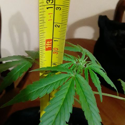 CHALUPAS CBD growlog photo: Se midió la altura de la planta hasta la fecha ha alcanzado 30 cm 