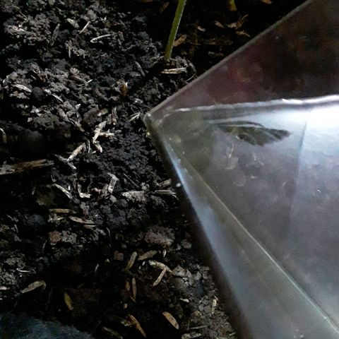CHALUPAS CBD growlog photo: Se hizo riego para humedecer al sustrato 
