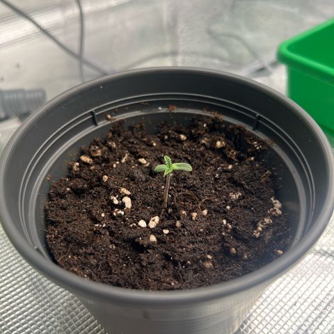 Mimosa x Orange Punch #1 growlog timeline photo