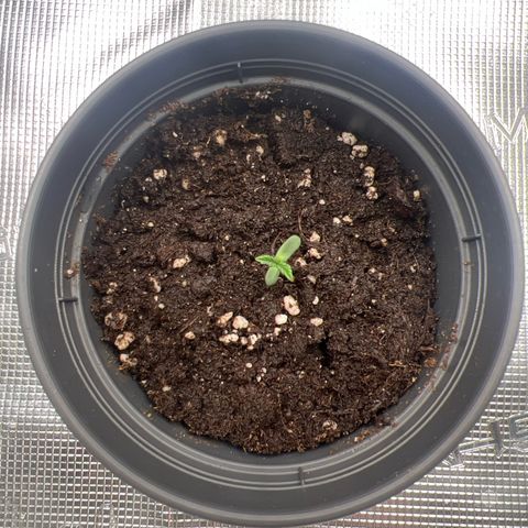 Mimosa x Orange Punch #1 growlog timeline photo