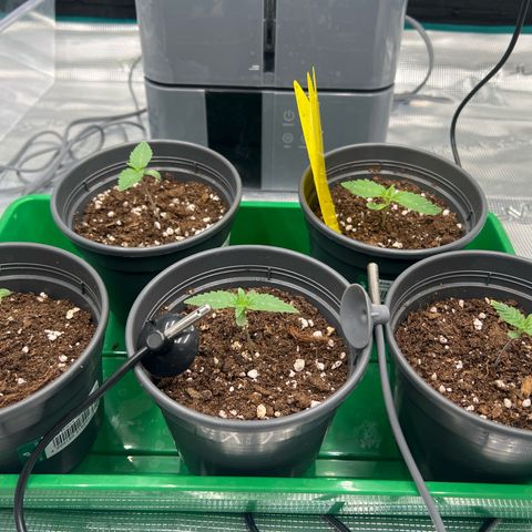 Mimosa x Orange Punch #1 growlog timeline photo