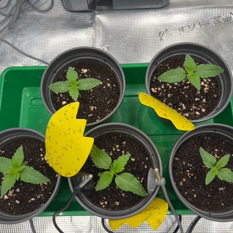 Mimosa x Orange Punch #1 growlog timeline photo