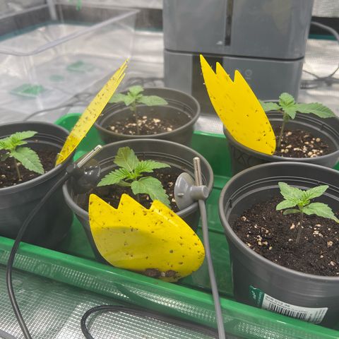 Mimosa x Orange Punch #1 growlog timeline photo