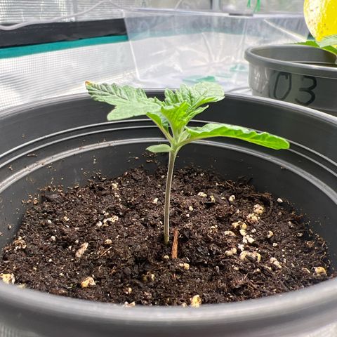 Mimosa x Orange Punch #1 growlog timeline photo