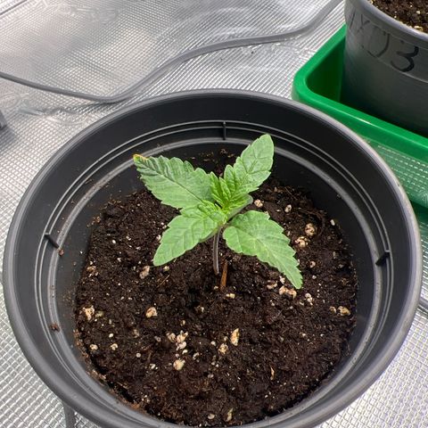 Mimosa x Orange Punch #1 growlog timeline photo