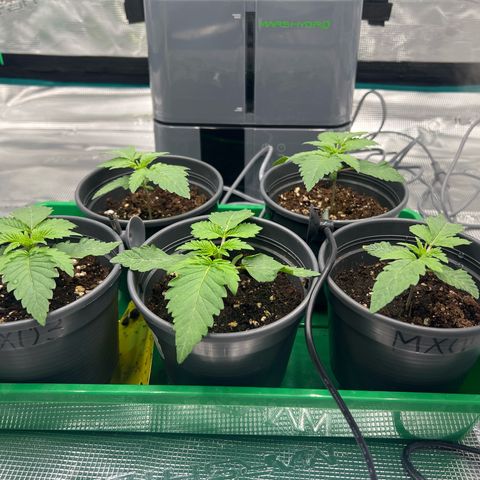 Mimosa x Orange Punch #1 growlog timeline photo