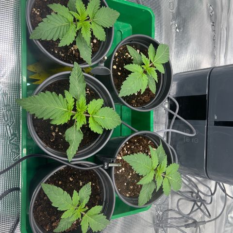 Mimosa x Orange Punch #1 growlog timeline photo