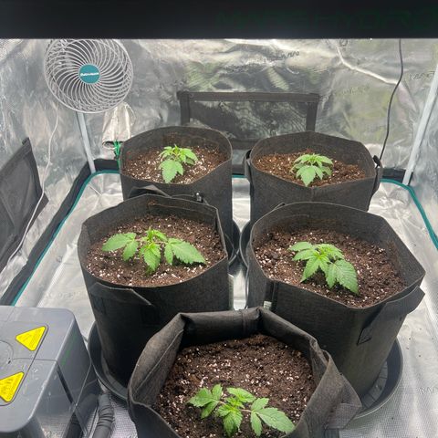 Mimosa x Orange Punch #1 growlog timeline photo