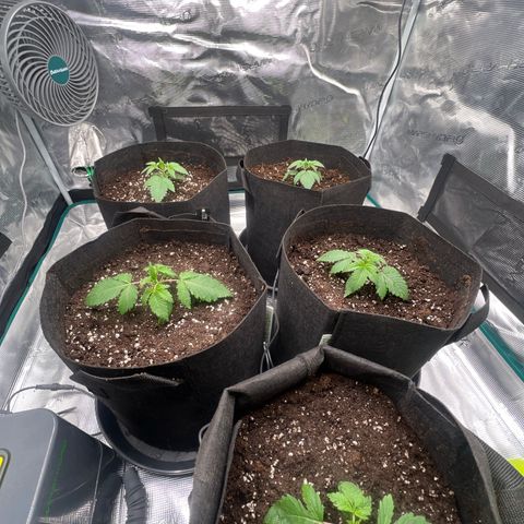 Mimosa x Orange Punch #1 growlog timeline photo