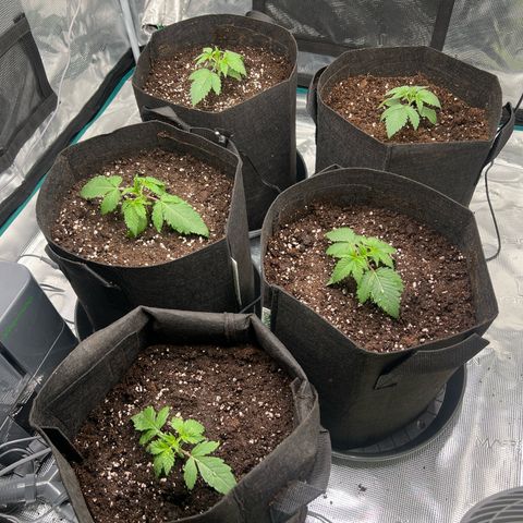 Mimosa x Orange Punch #1 growlog timeline photo