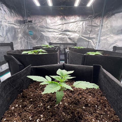 Mimosa x Orange Punch #1 growlog timeline photo