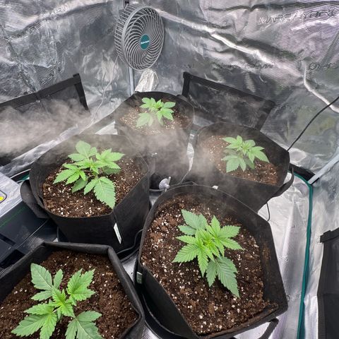 Mimosa x Orange Punch #1 growlog timeline photo