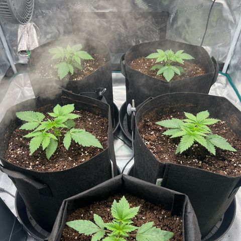 Mimosa x Orange Punch #1 growlog timeline photo