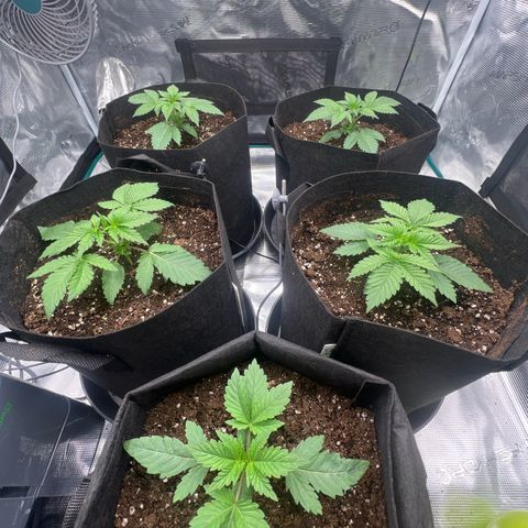 Mimosa x Orange Punch #1 growlog timeline photo