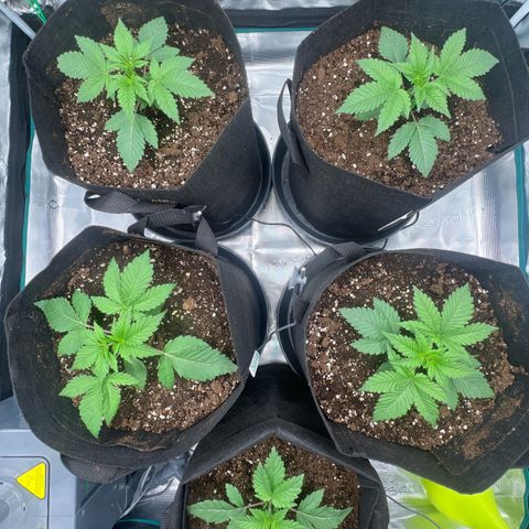 Mimosa x Orange Punch #1 growlog timeline photo