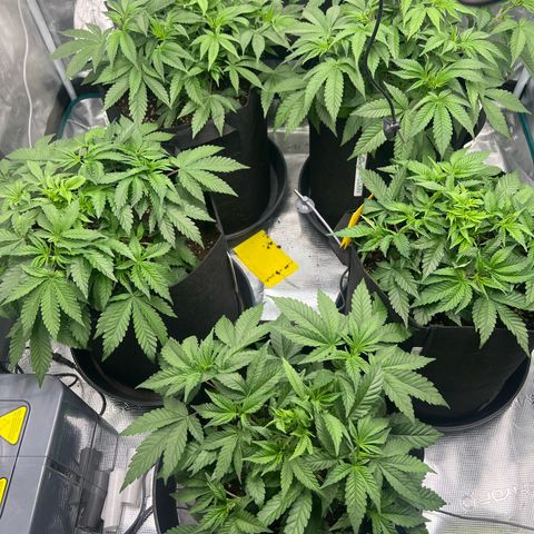 Mimosa x Orange Punch #1 growlog timeline photo