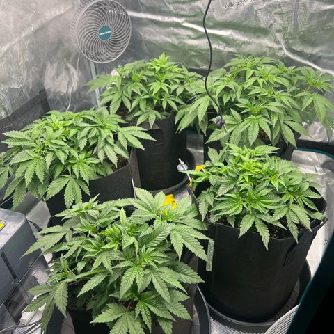 Mimosa x Orange Punch #1 growlog timeline photo