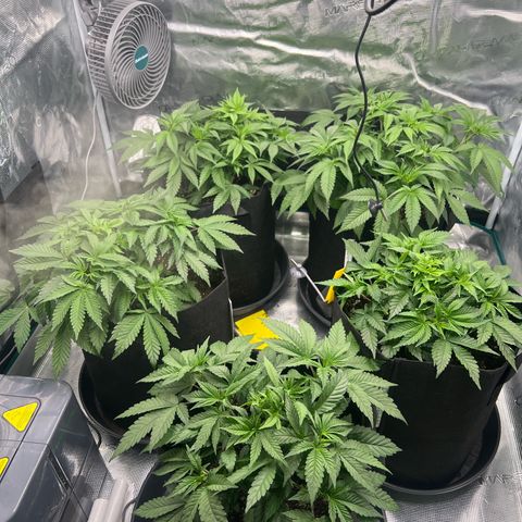 Mimosa x Orange Punch #1 growlog timeline photo