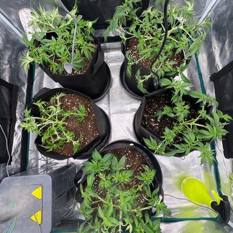 Mimosa x Orange Punch #1 growlog timeline photo