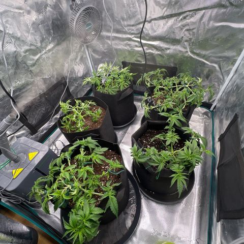 Mimosa x Orange Punch #1 growlog timeline photo