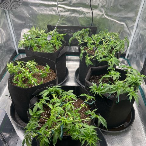 Mimosa x Orange Punch #1 growlog timeline photo