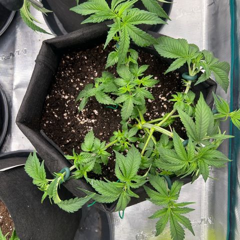 Mimosa x Orange Punch #1 growlog timeline photo