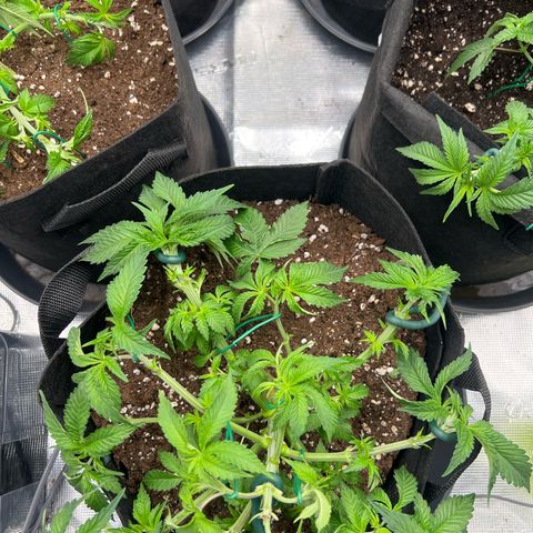 Mimosa x Orange Punch #1 growlog timeline photo
