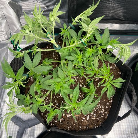 Mimosa x Orange Punch #1 growlog timeline photo