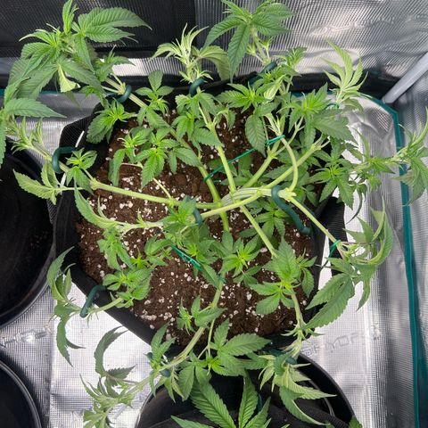 Mimosa x Orange Punch #1 growlog timeline photo