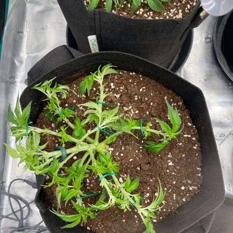 Mimosa x Orange Punch #1 growlog timeline photo