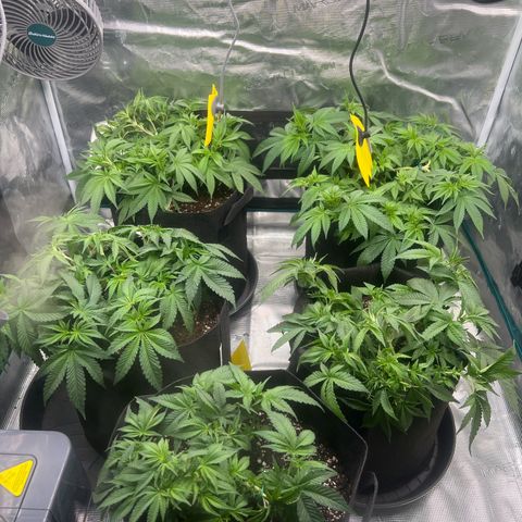 Mimosa x Orange Punch #1 growlog timeline photo