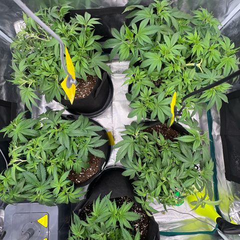 Mimosa x Orange Punch #1 growlog timeline photo