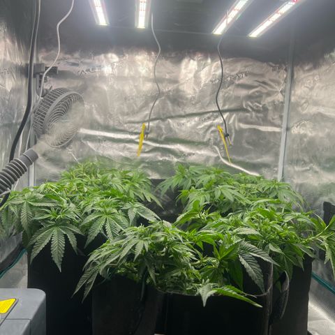 Mimosa x Orange Punch #1 growlog timeline photo