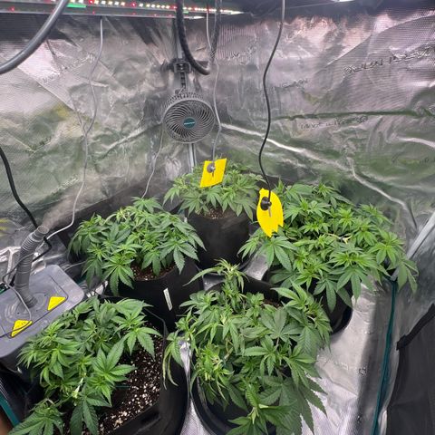 Mimosa x Orange Punch #1 growlog timeline photo