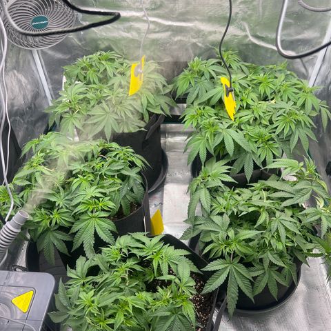 Mimosa x Orange Punch #1 growlog timeline photo