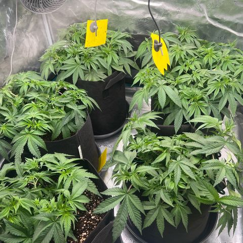 Mimosa x Orange Punch #1 growlog timeline photo