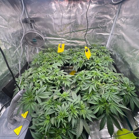 Mimosa x Orange Punch #1 growlog timeline photo