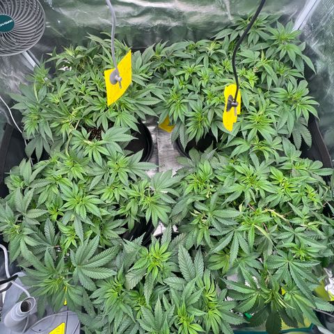 Mimosa x Orange Punch #1 growlog timeline photo