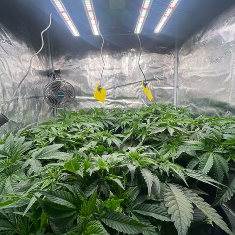 Mimosa x Orange Punch #1 growlog timeline photo