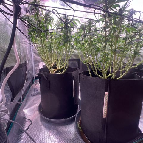 Mimosa x Orange Punch #1 growlog timeline photo