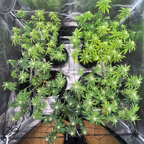 Mimosa x Orange Punch #1 growlog timeline photo