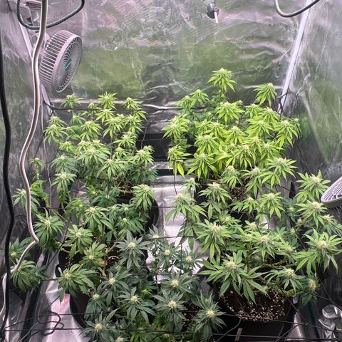 Mimosa x Orange Punch #1 growlog timeline photo
