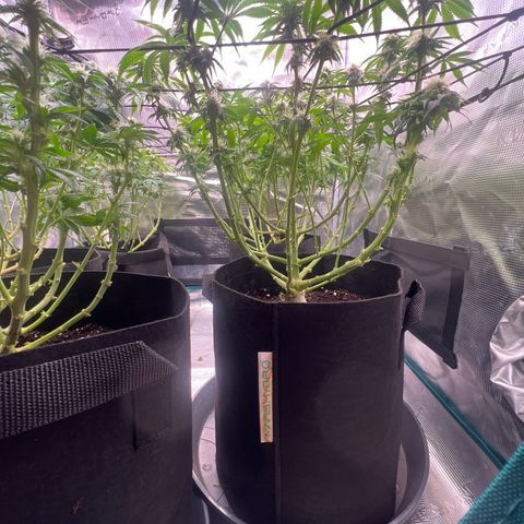 Mimosa x Orange Punch #1 growlog timeline photo