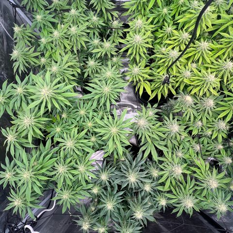 Mimosa x Orange Punch #1 growlog timeline photo